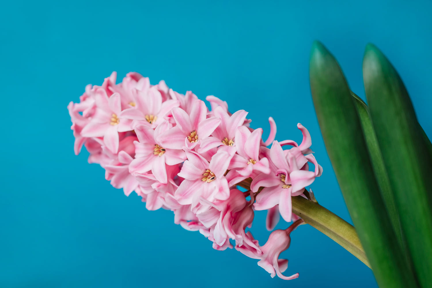 Pink hyacinth