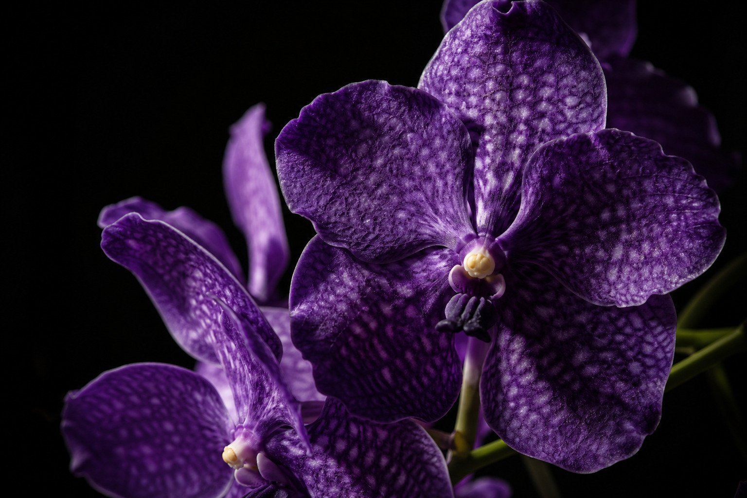 Фиолетовые цветы — vanda fioletovaya
