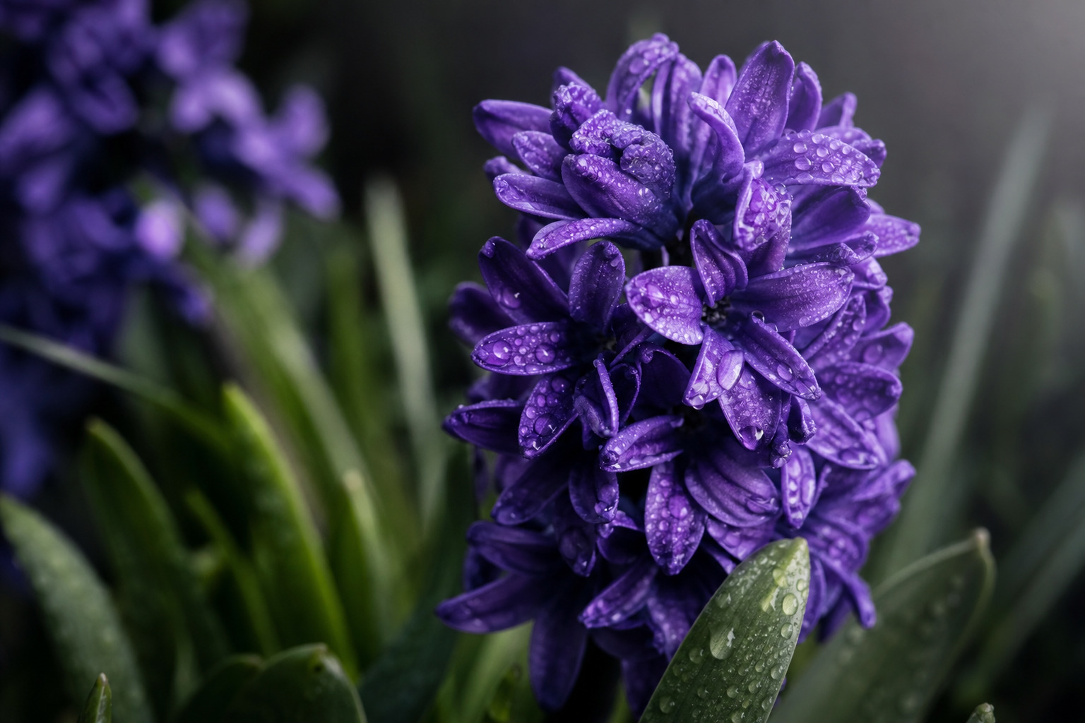 Тёмно-фиолетовое соцветие гиацинта Hyacinthus orientalis Woodstock крупным планом