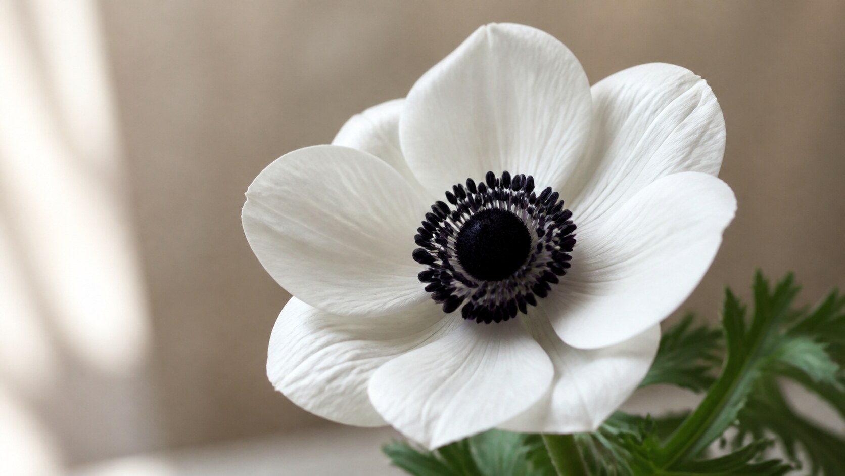 Cover anemone coronaria mistral