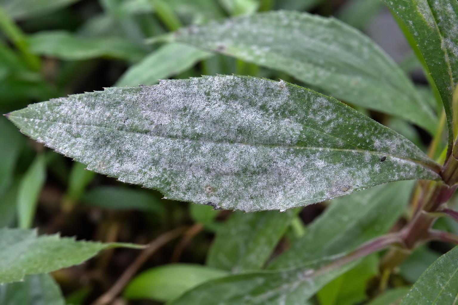 Aster muchnistaya rosa list