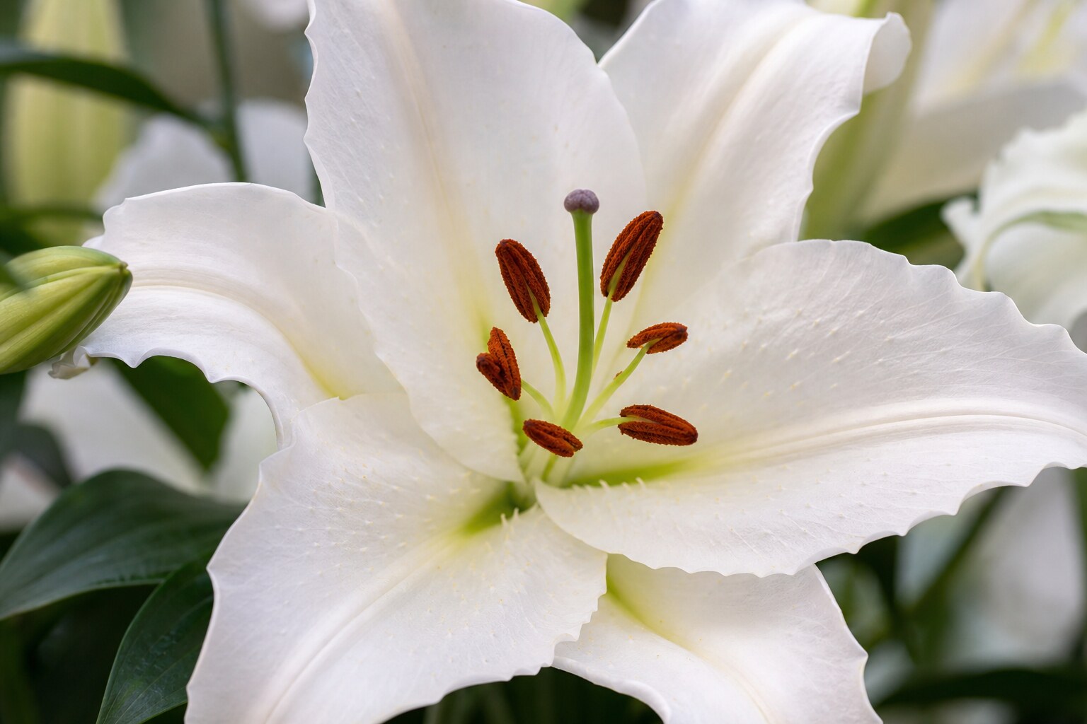 Lily casablanca