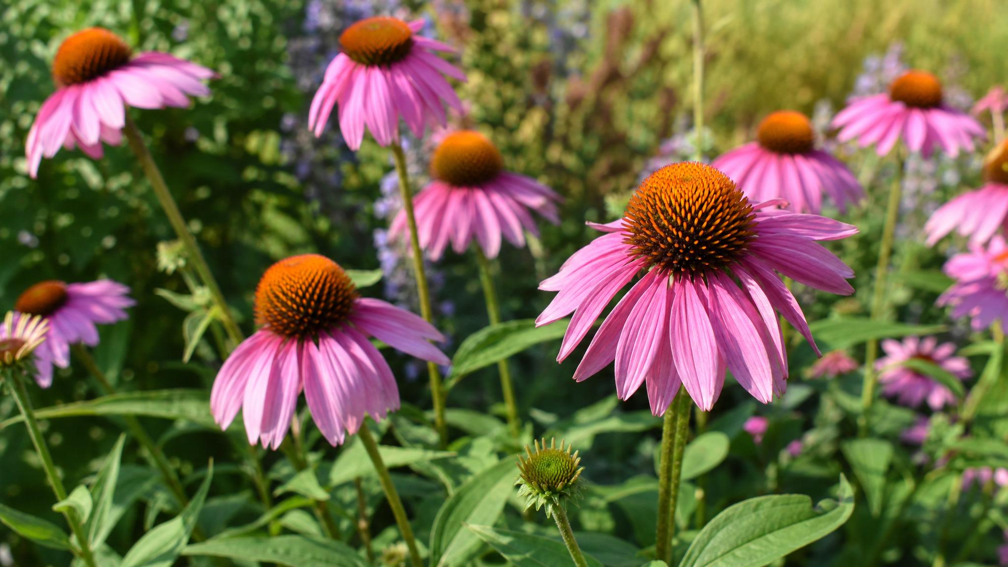 Tsvetushchaya echinacea purpurnaya v sadu