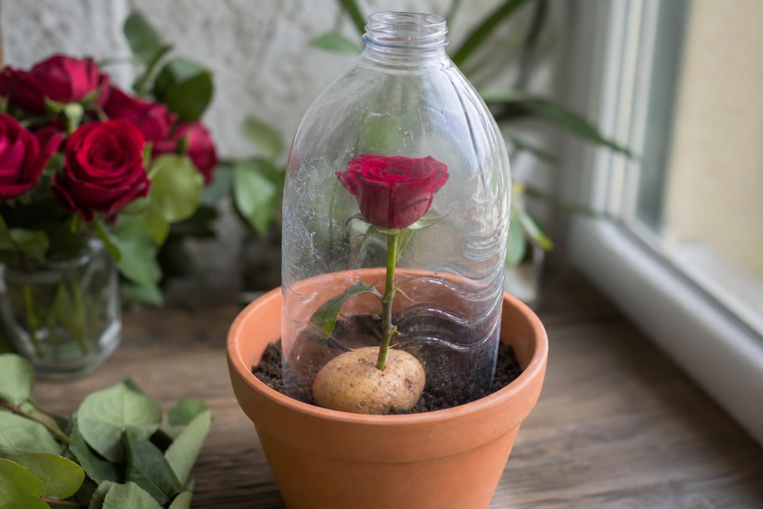 Rose cutting potato greenhouse