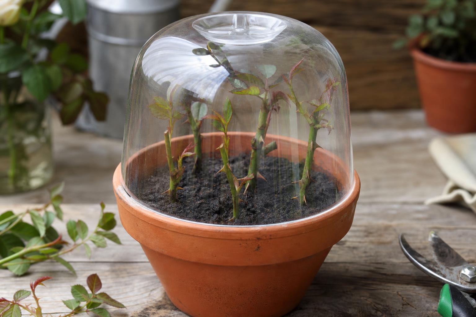 Rose cuttings pot plastic dome