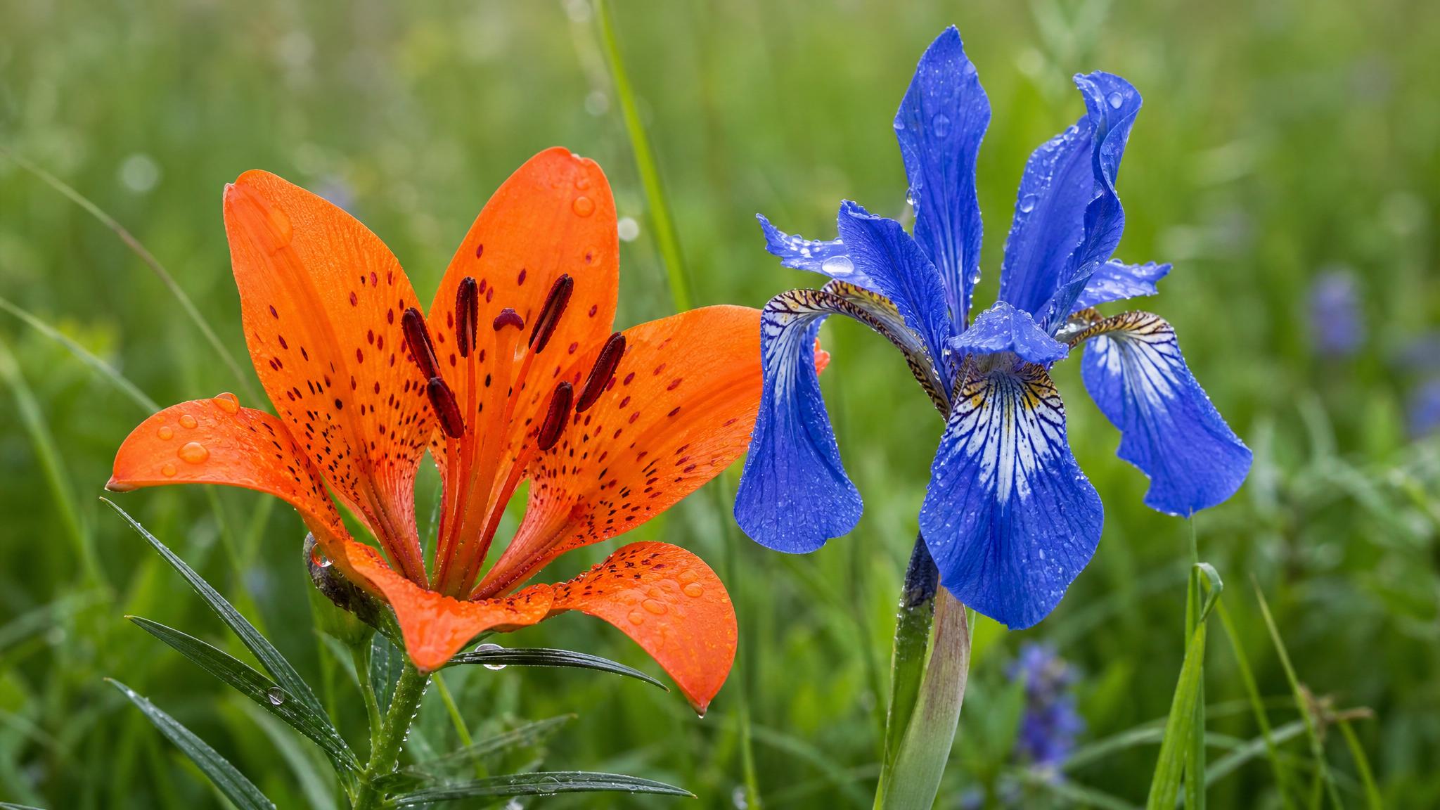 Saranka iris