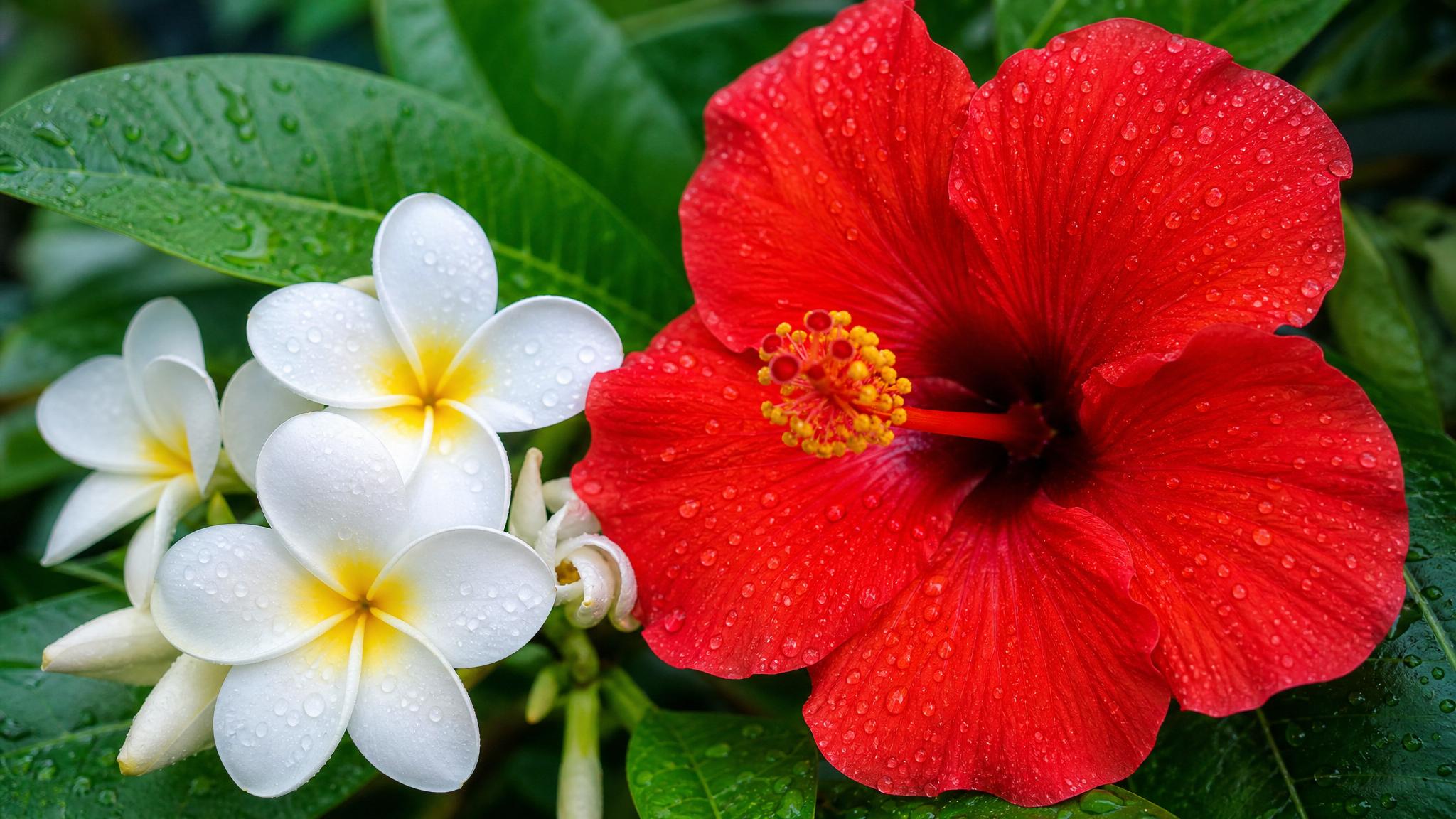 Gibiskus plumeria