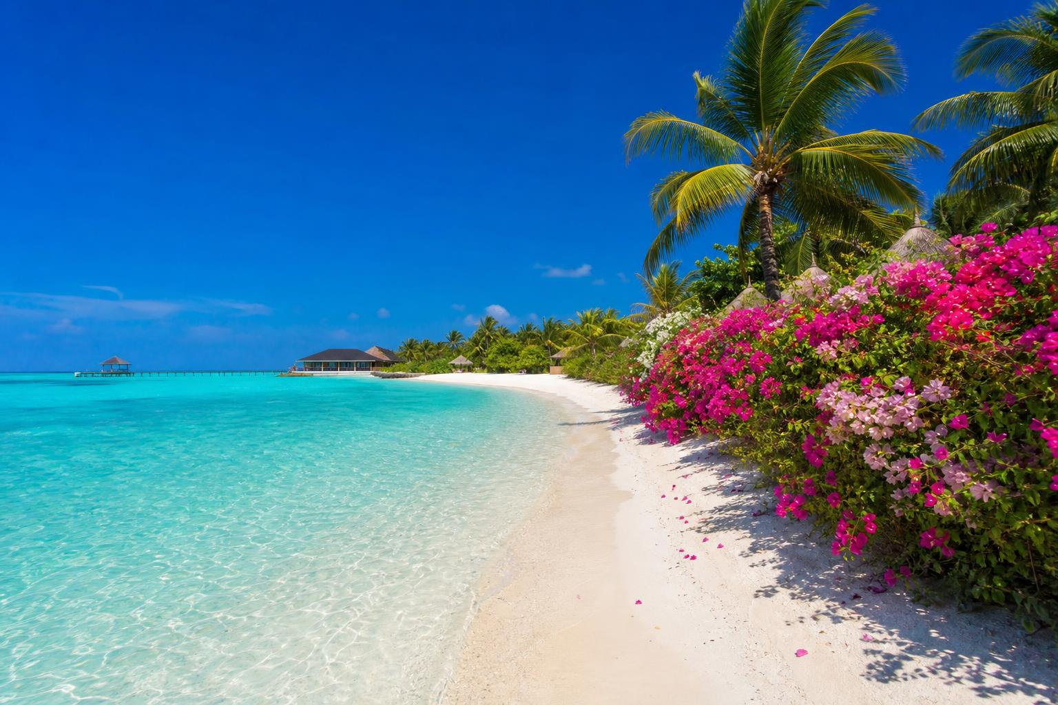 Maldives tropical flowers
