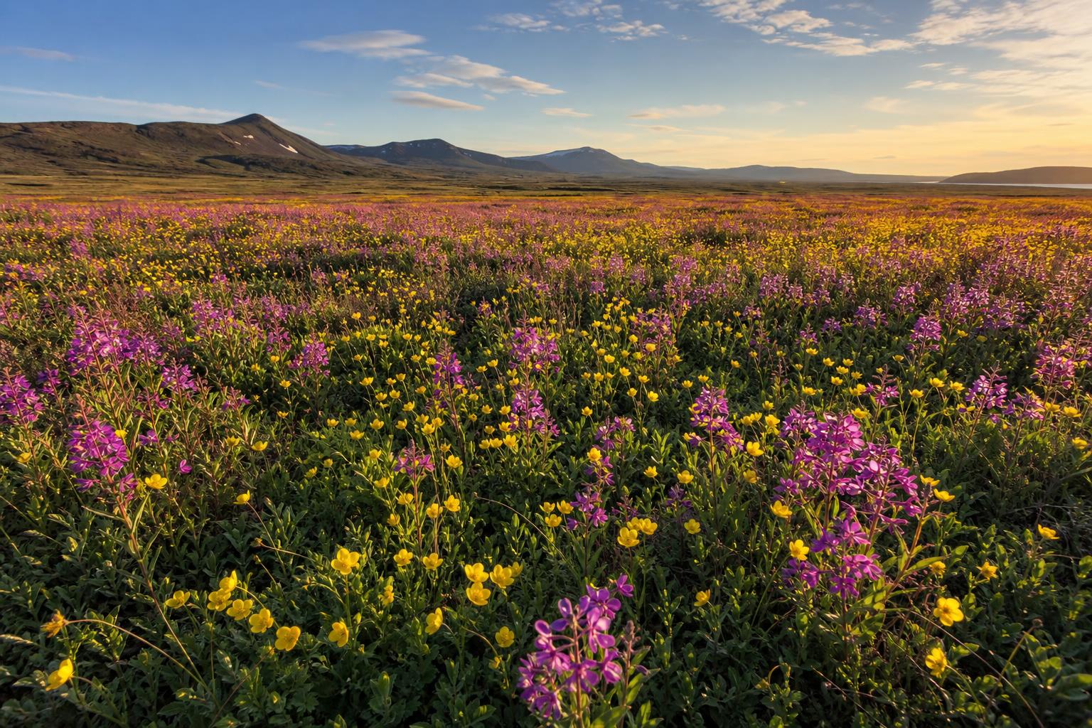 Severnaya tundra cvety