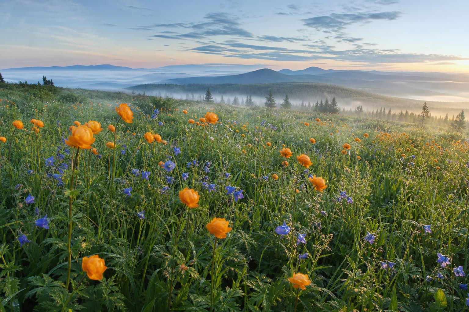 Ural meadow zharki