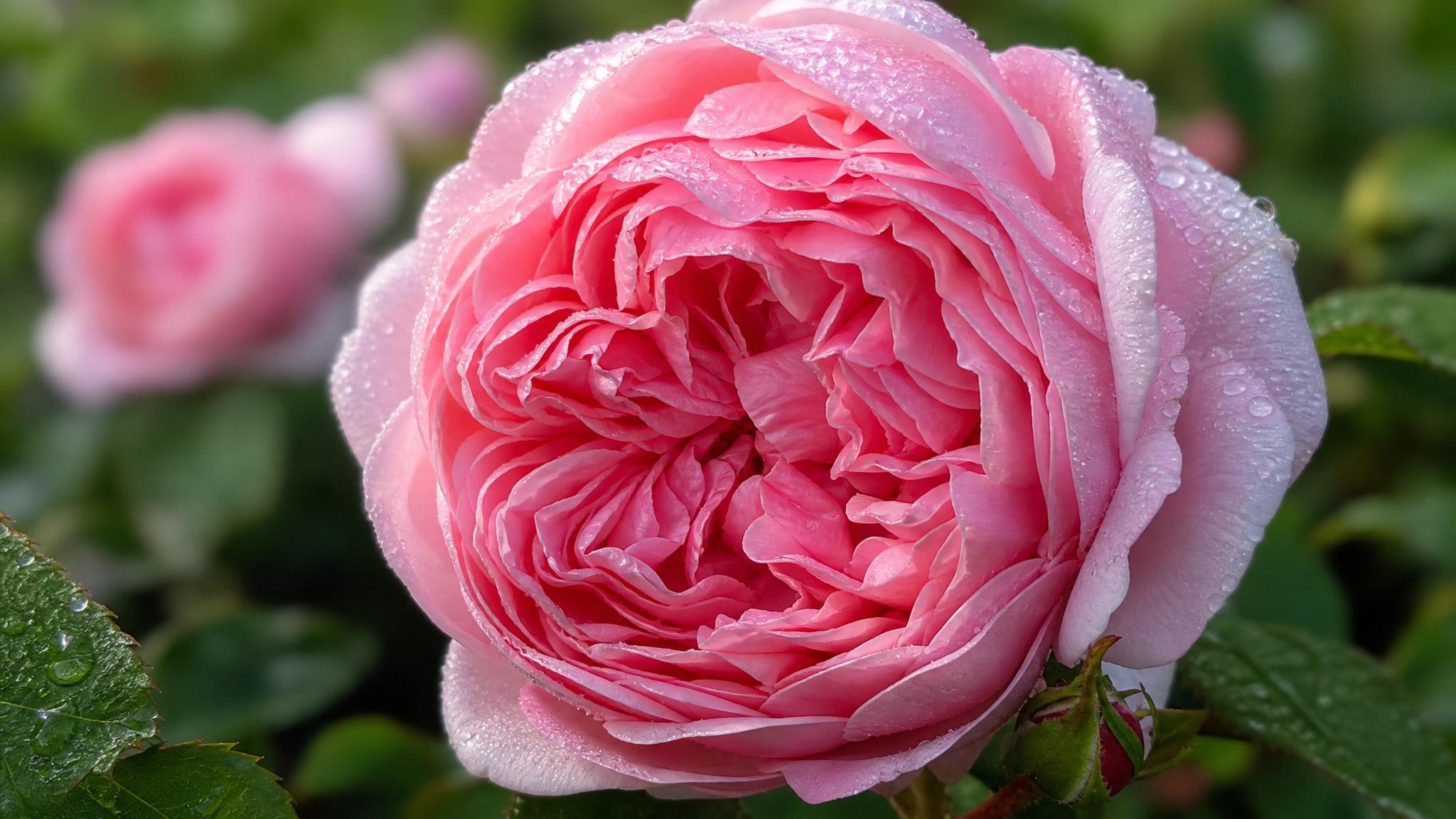 English rose david austin