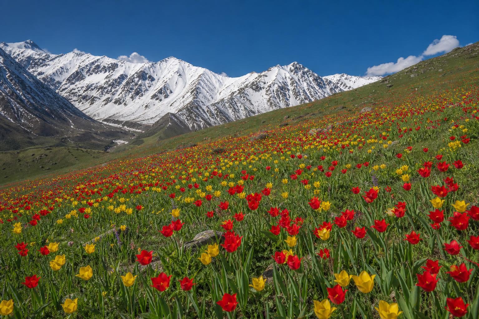 Dikie tyulpany tyan shan