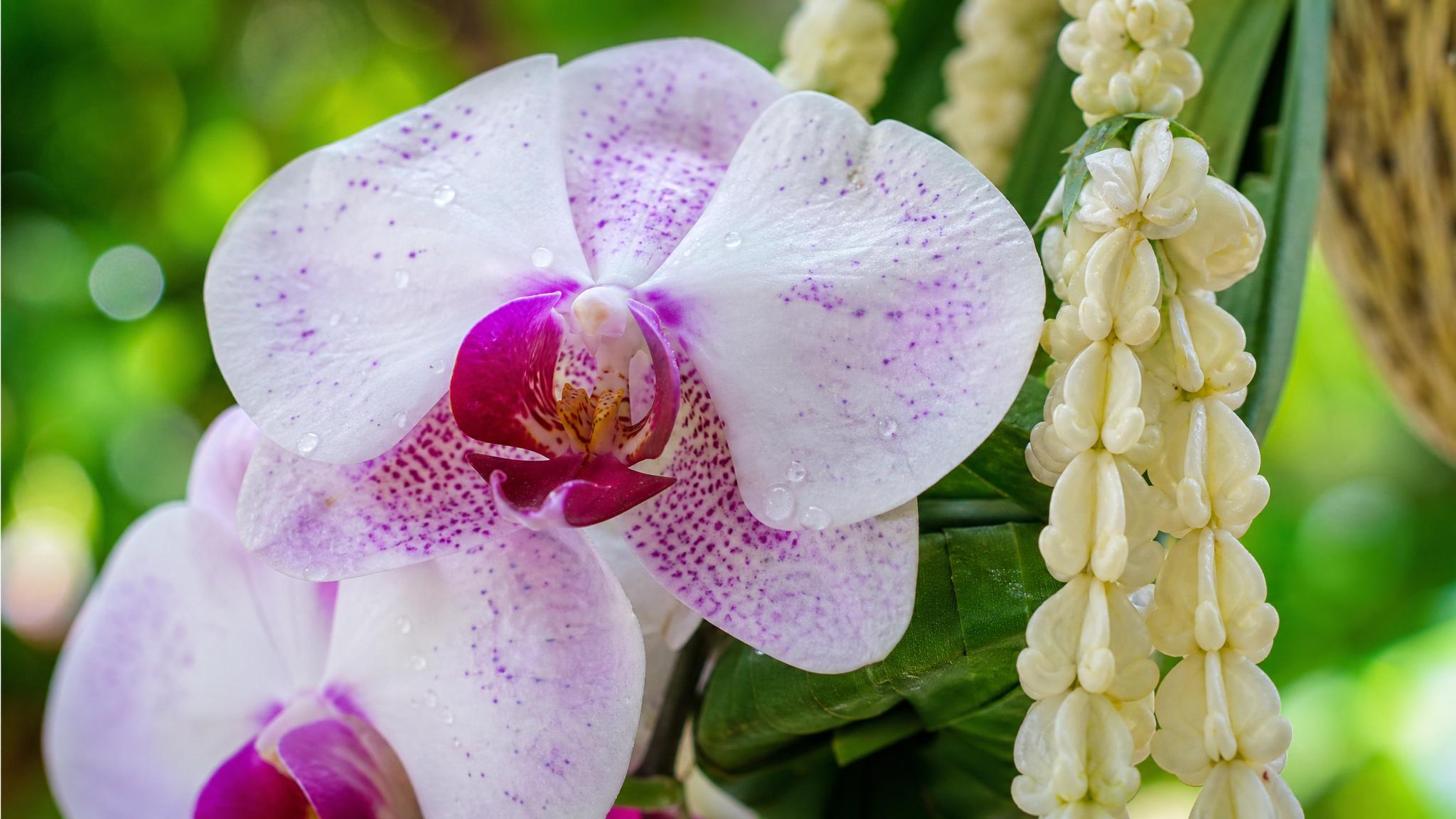 Orhideya zhasmin trofiki