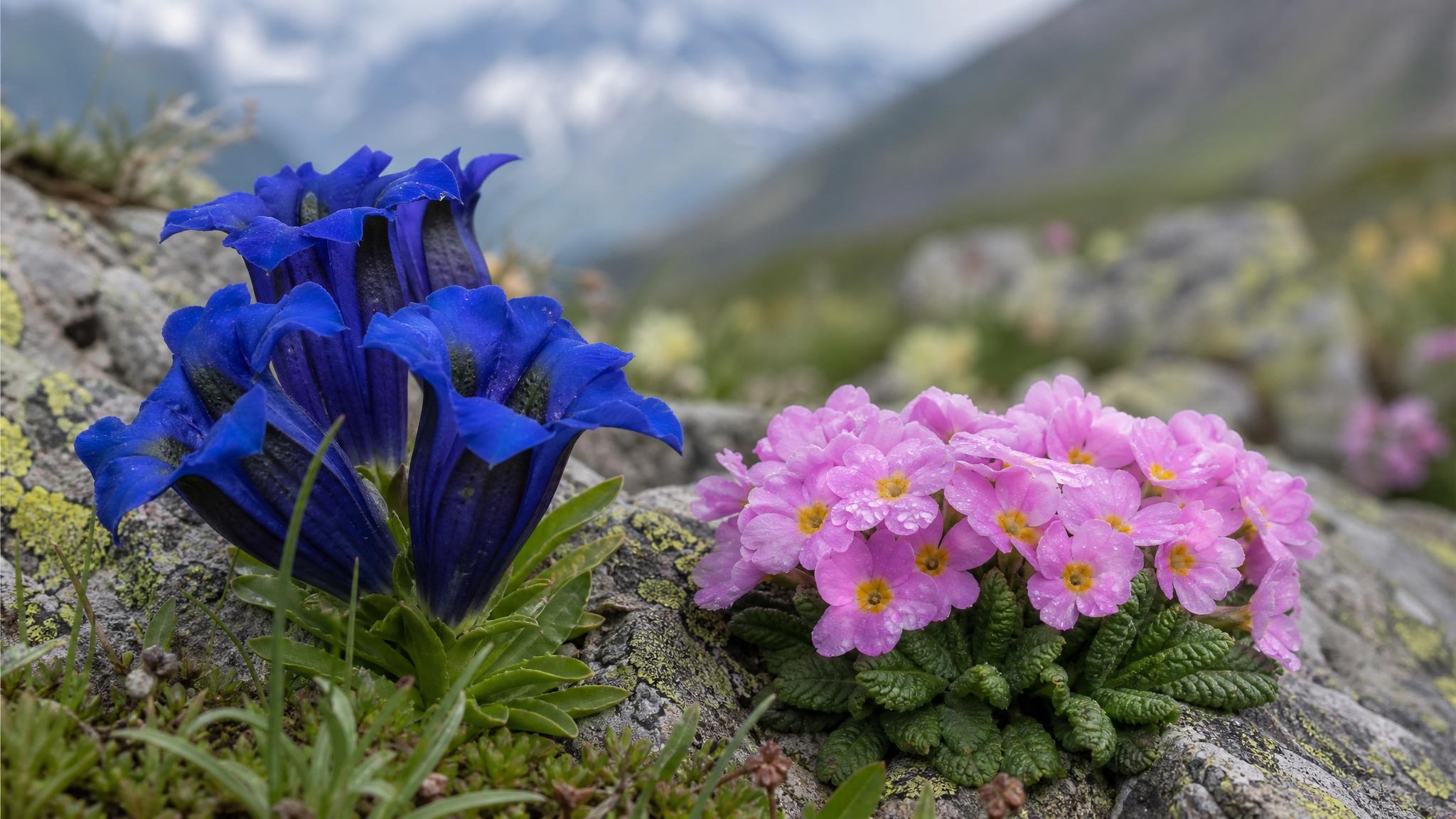 Gorechavka primula