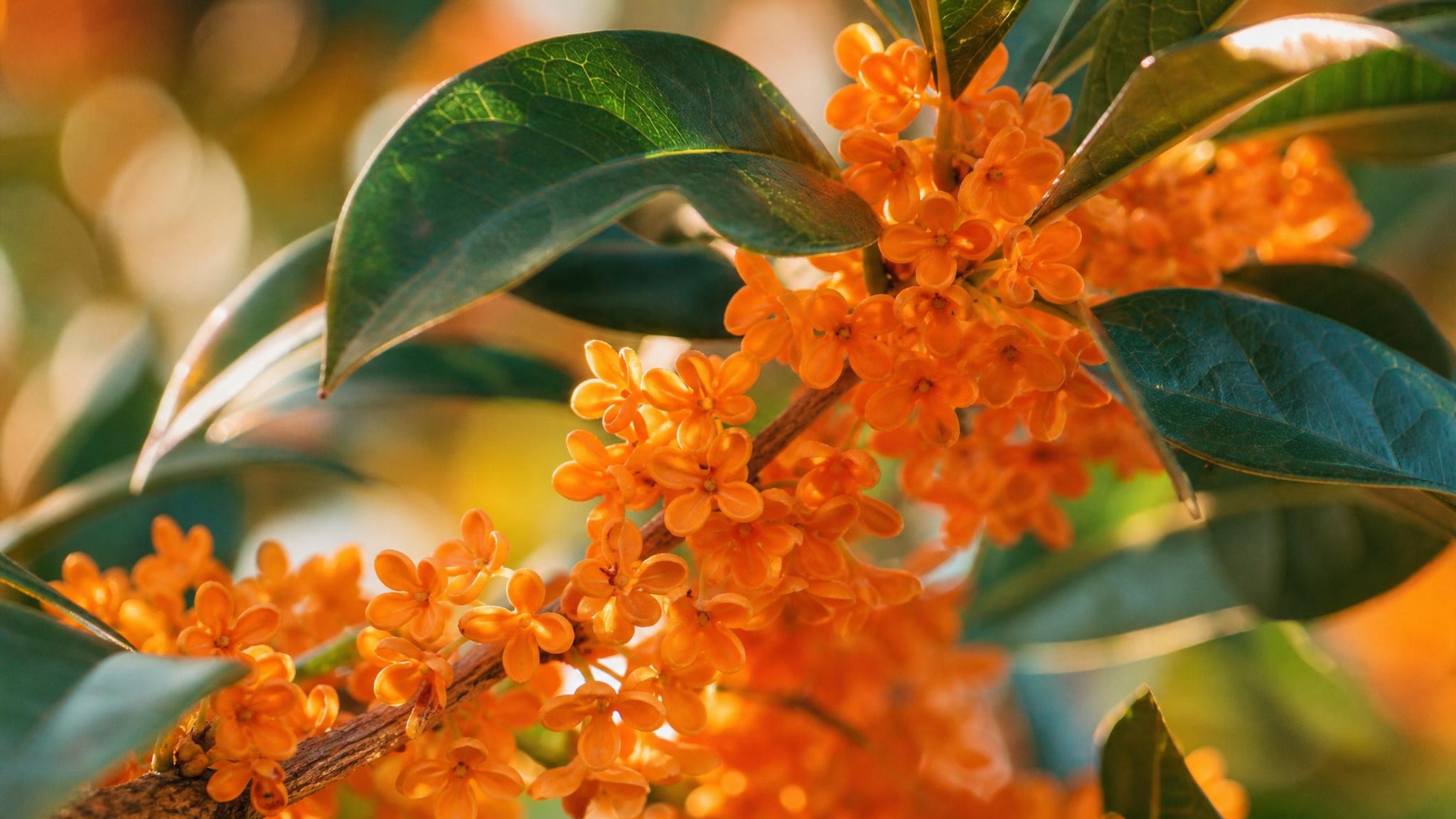 Osmanthus