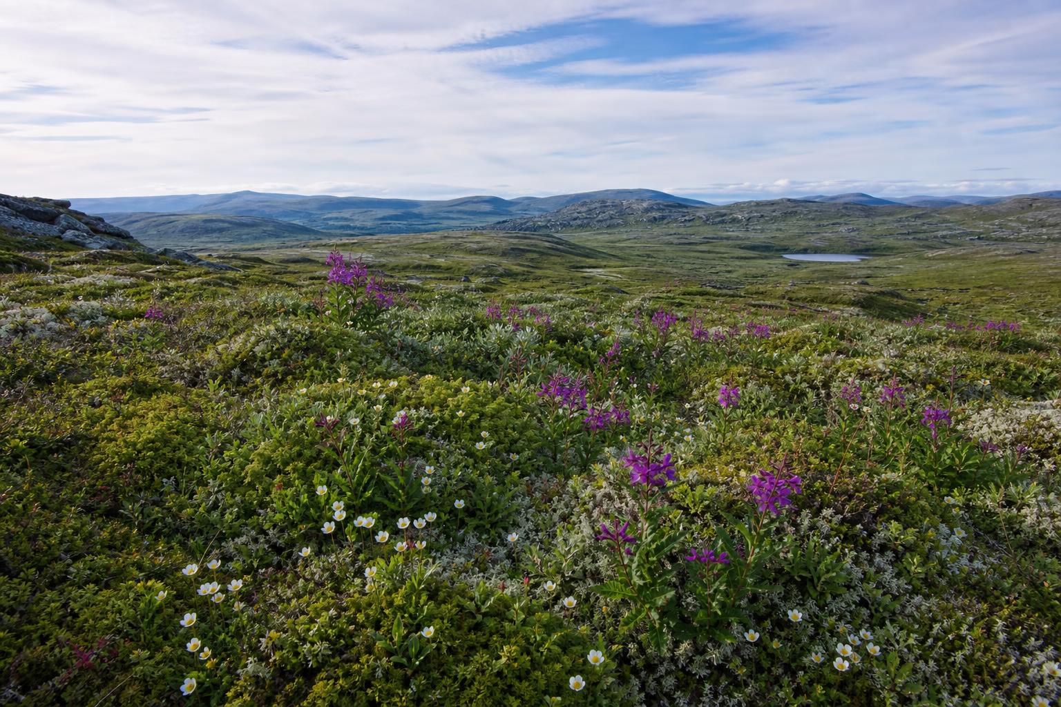 Tundra kolskogo poluostrova