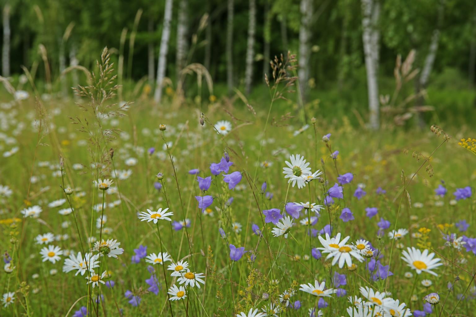 Lug podmoskove romashki kolokolchiki
