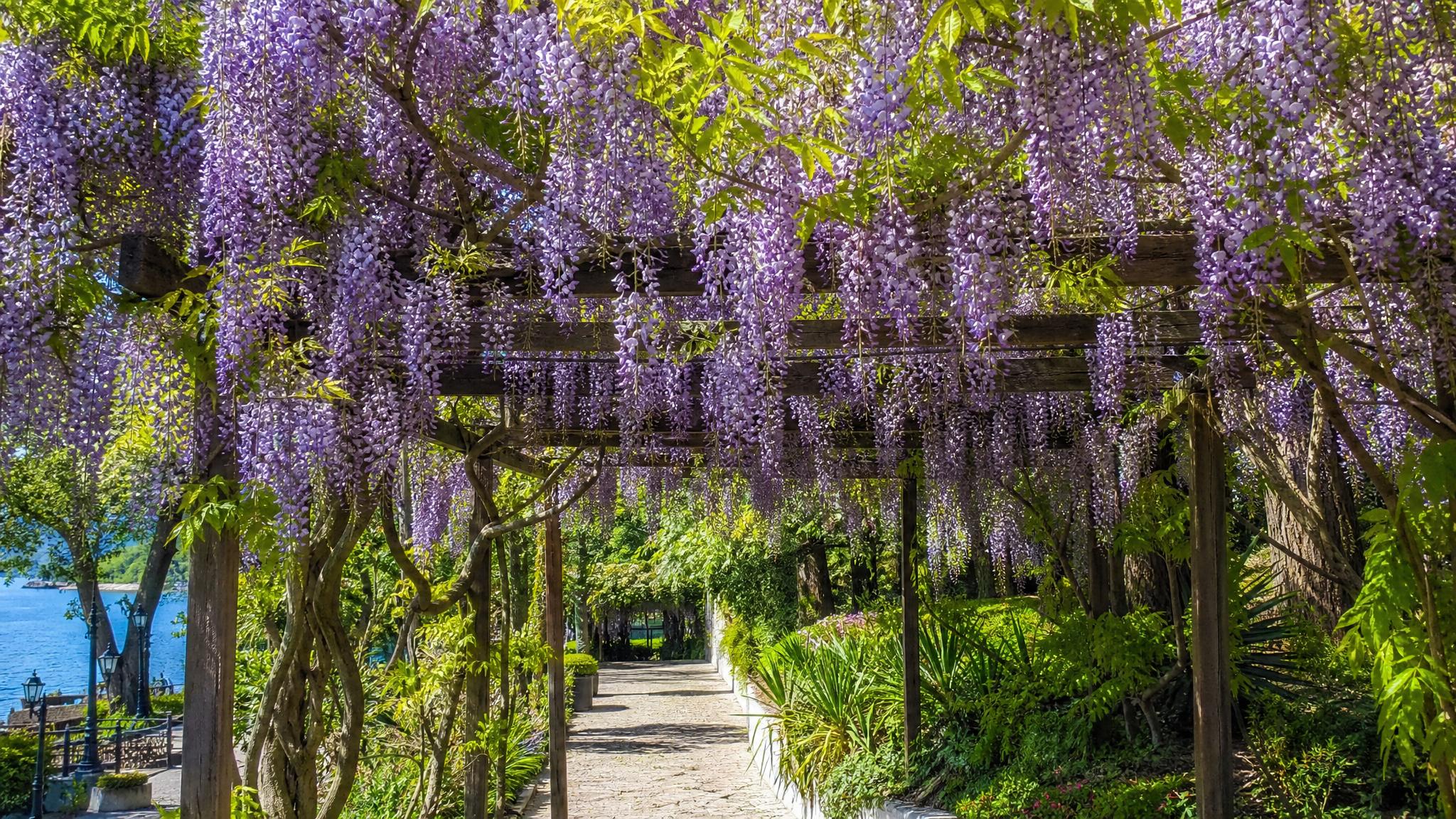 Glitsiniya vesnoy sochi