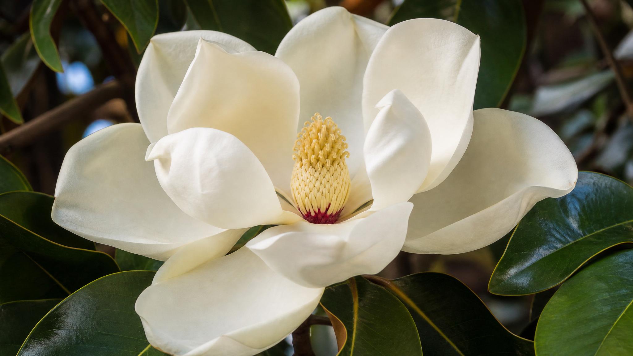 Magnoliya yug