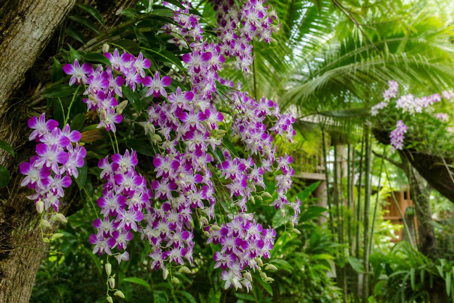 Orhidei dendrobium