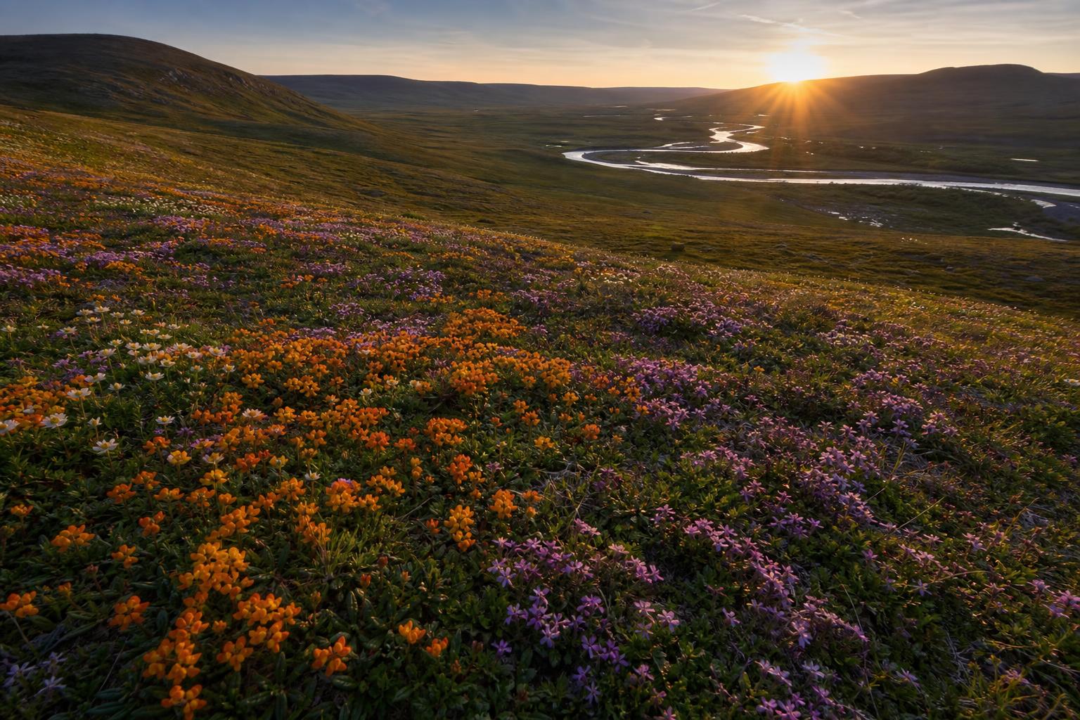 Tundra yakutii cvety