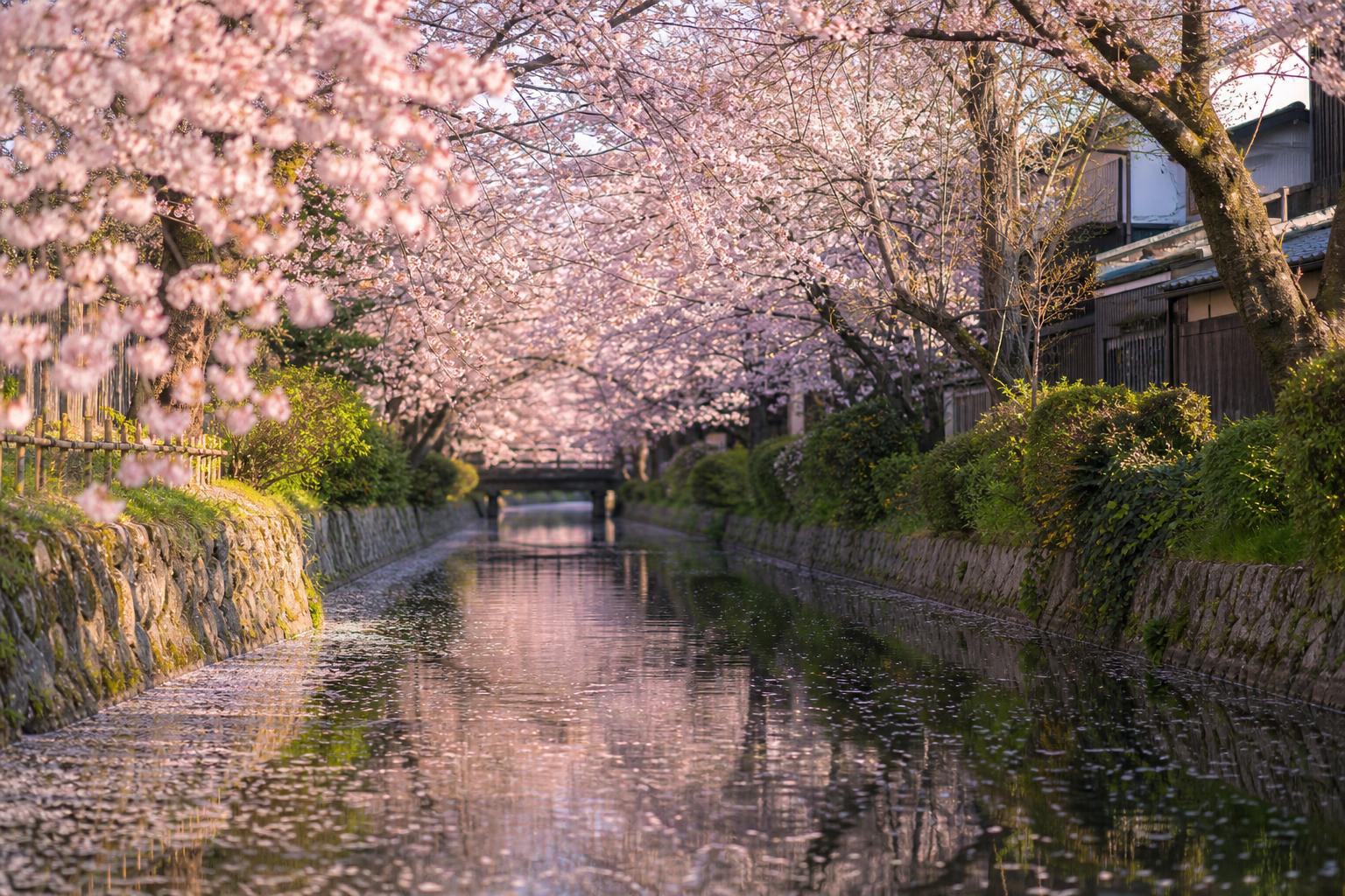 Sakura vesnoy