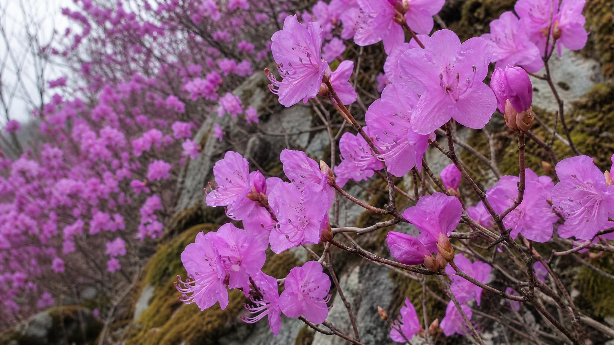 Bagulnik rododendron daurskiy