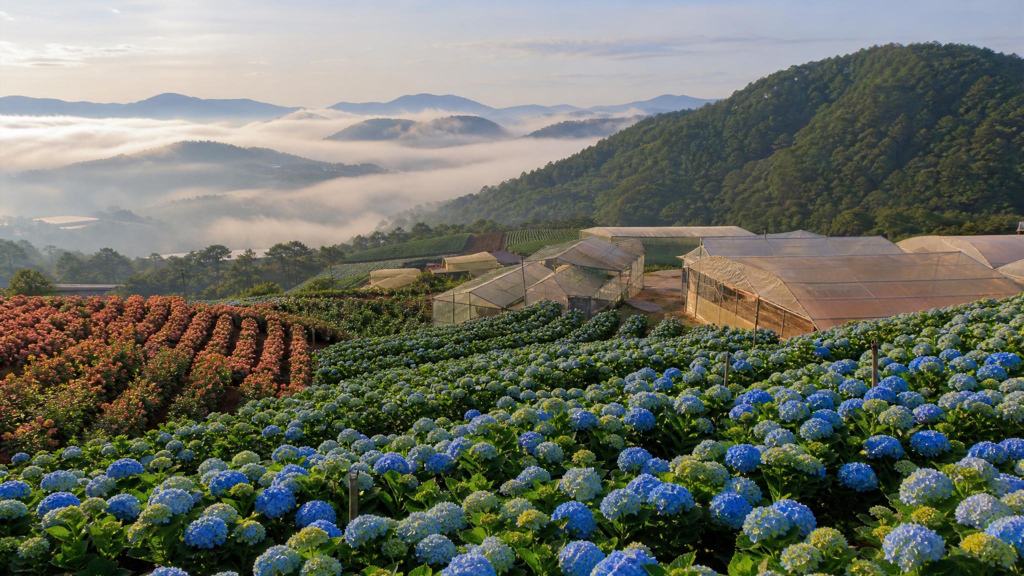 Dalat rozy gortenzii