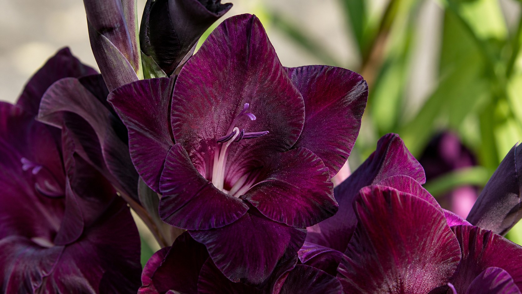 Gladiolus bordovyy cvetok imeni timur