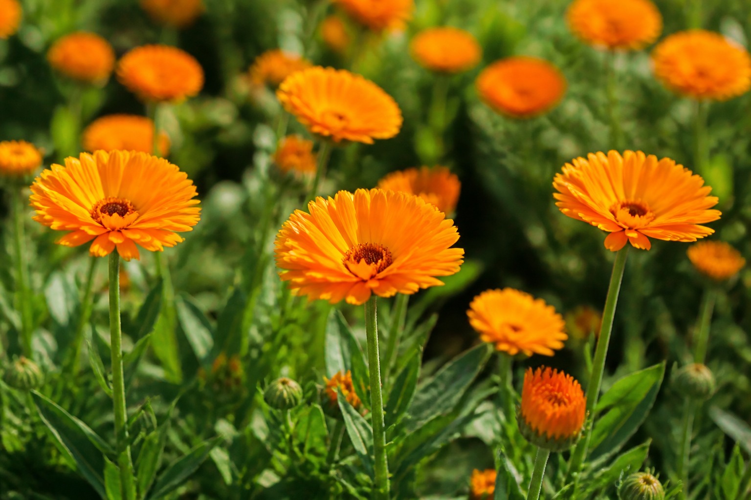 Cvety