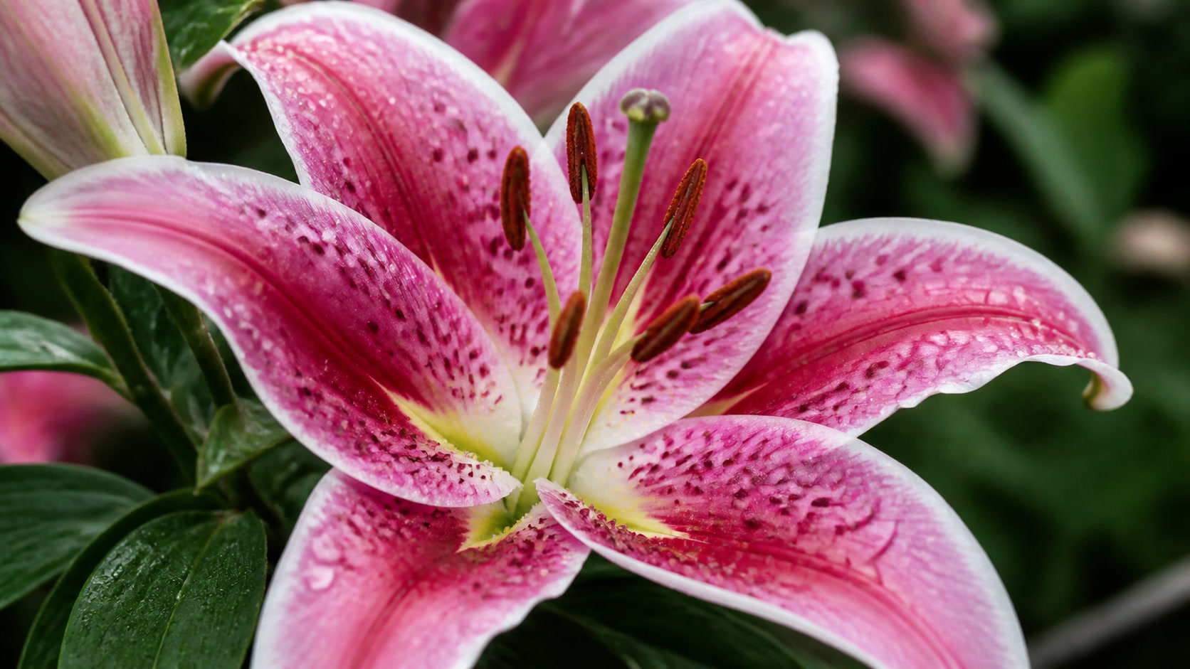 Oriental lily stargazer closeup