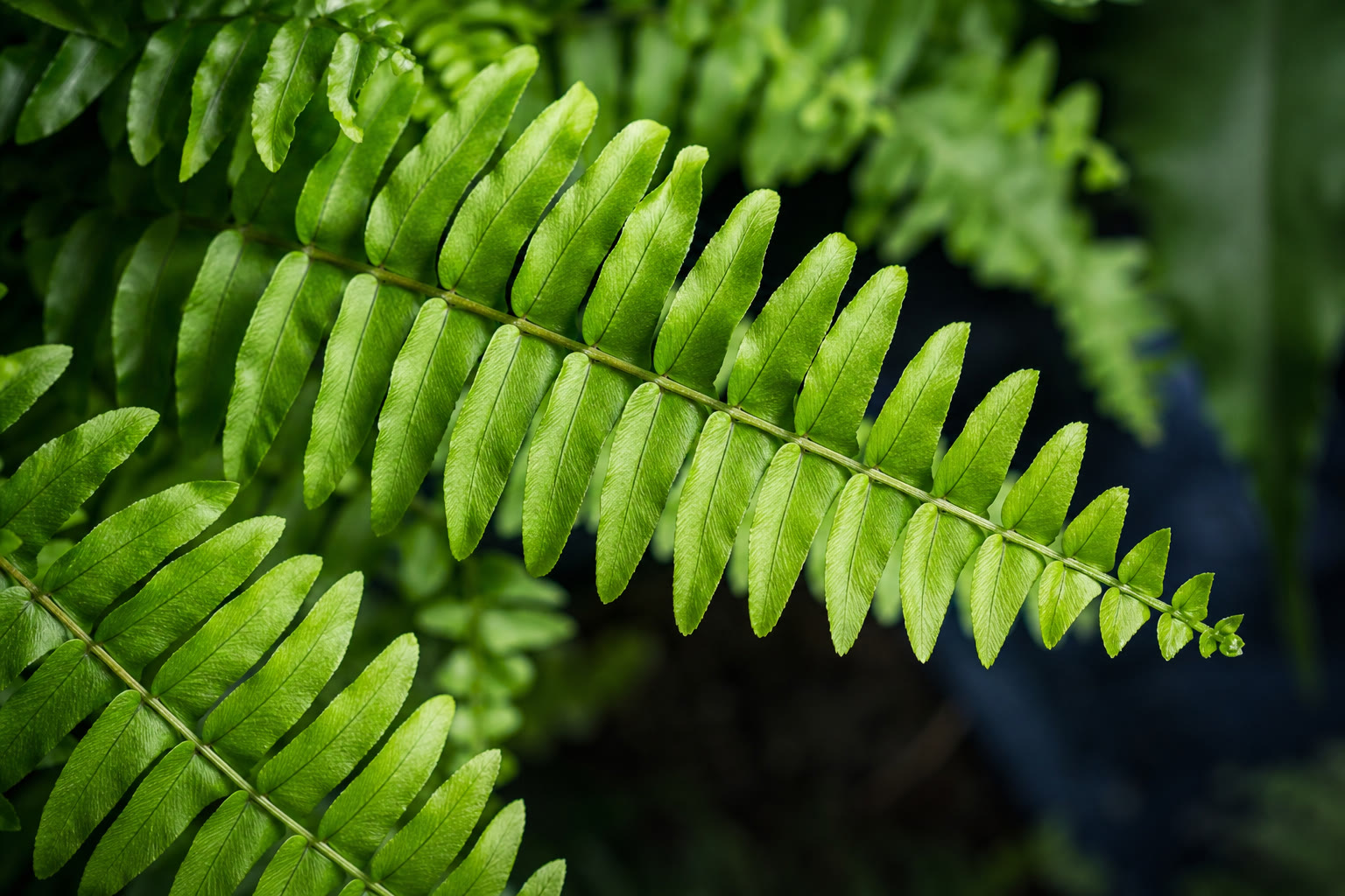 Paporotnik nefrolepis frond krupnyy plan