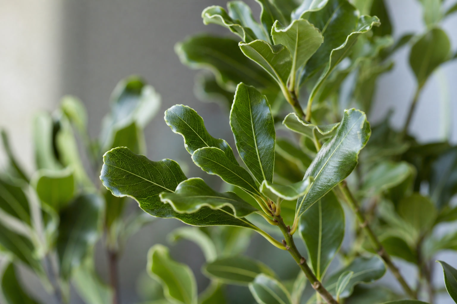 Pittosporum vetka krupnyy plan