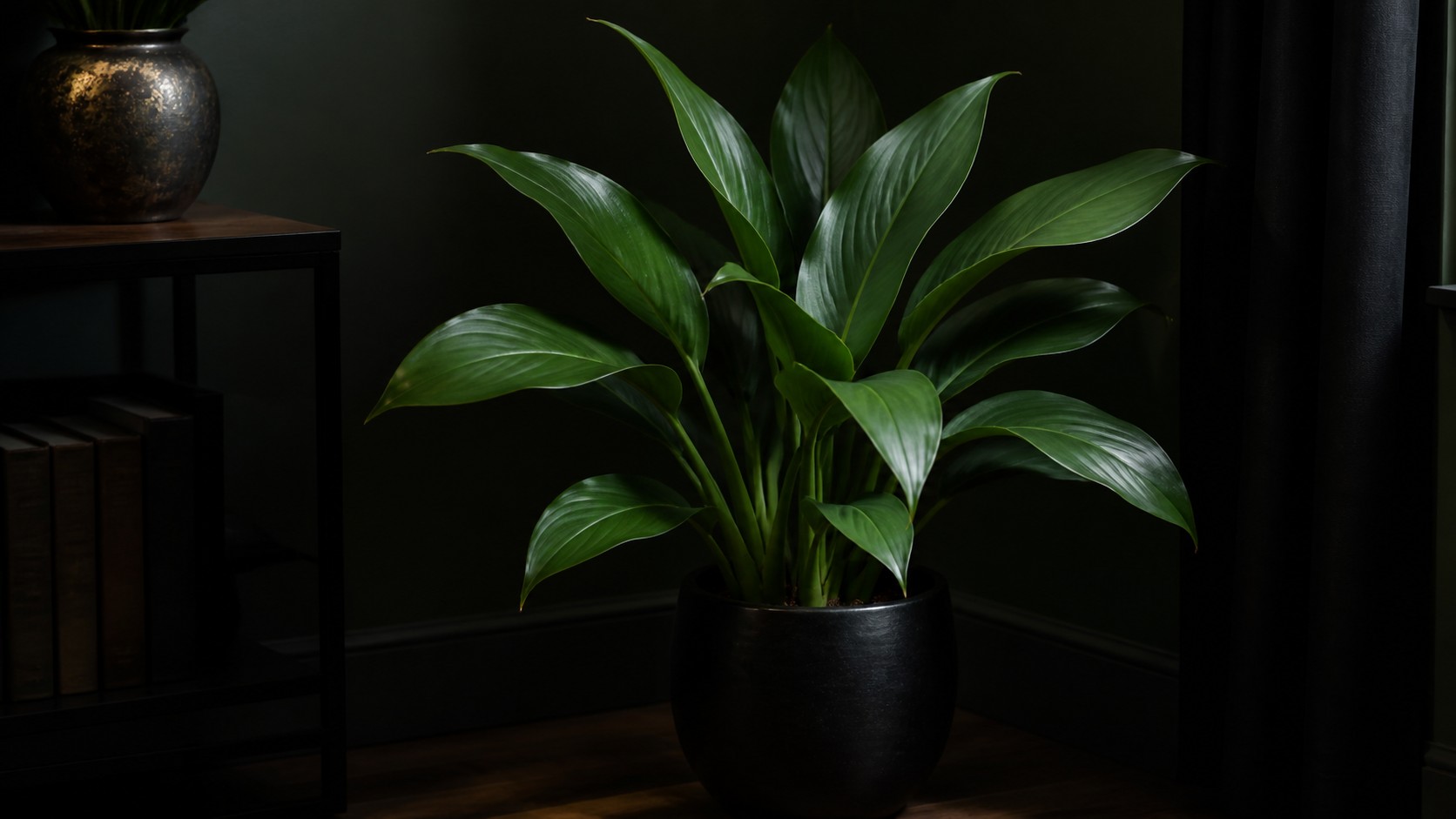 Aspidistra