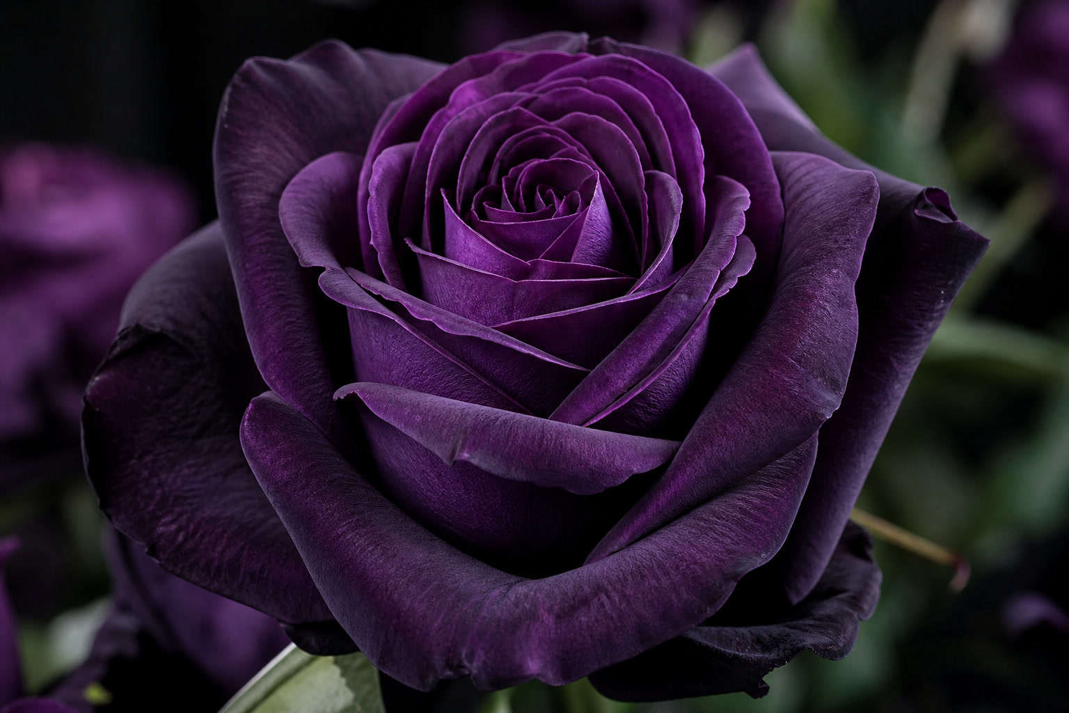 Roza deep purple fioletovaya krupnyy plan