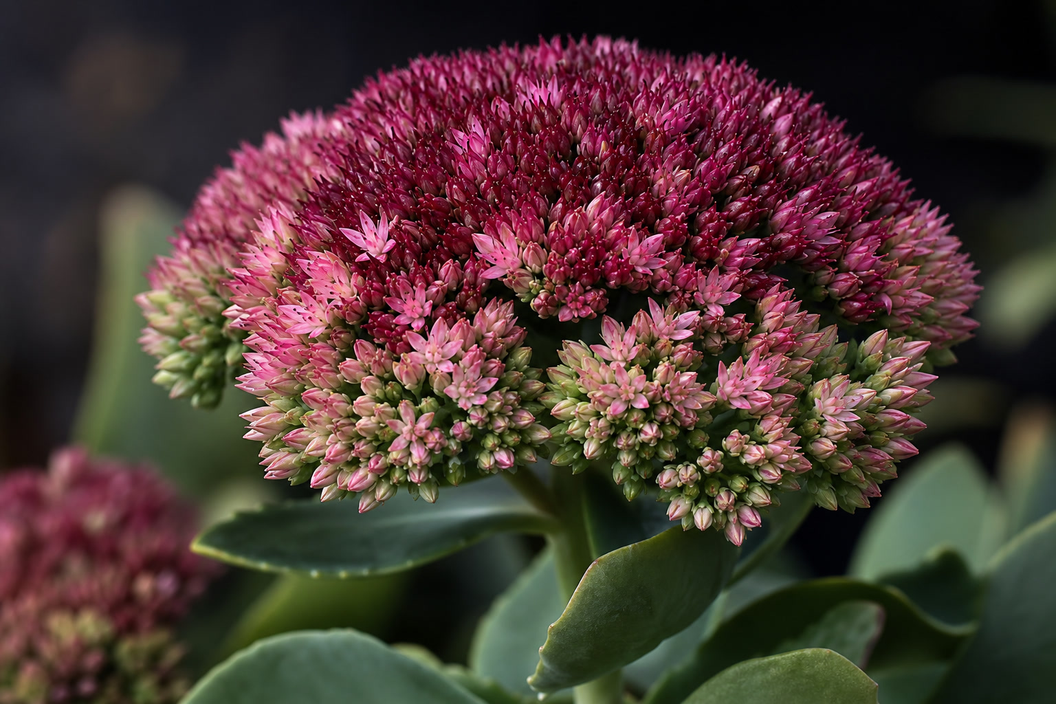 Sedum autumn joy sotsvetie krupnyy plan