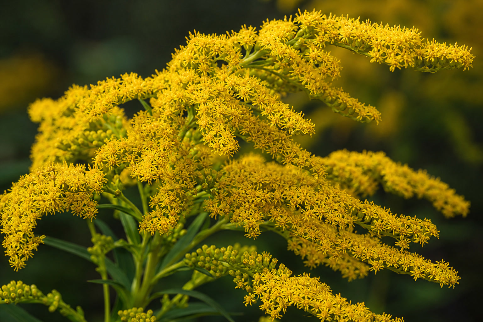 Solidago tara zheltyy krupnyy plan