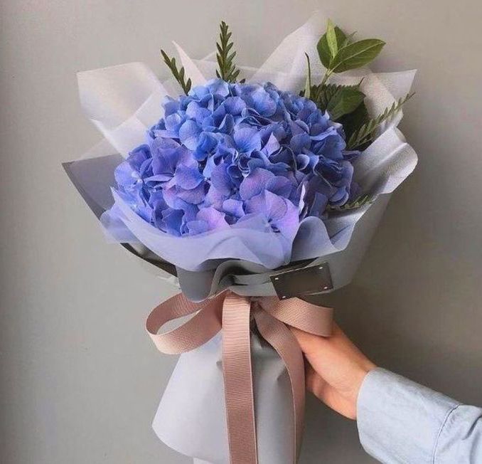 Гортензия "Blue" в Москве