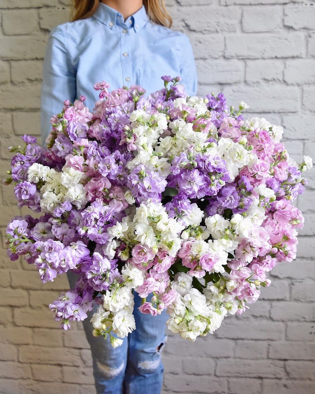 Облако маттиол в Москве