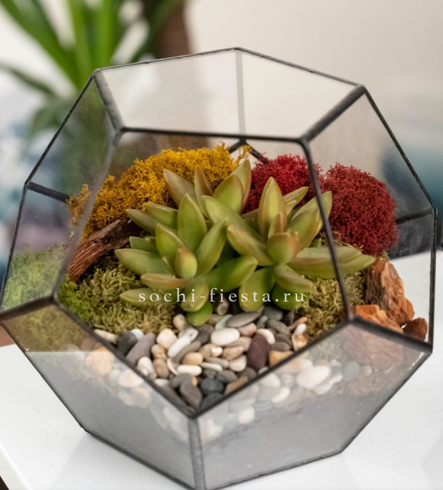 Флорариум “Додекаэдр” с суккулентом Седум в Москве