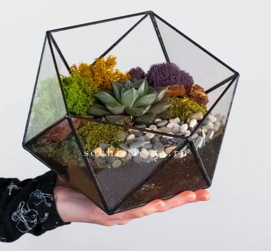 Флорариум “Икосаэдр” с суккулентом Каменная Роза в Москве