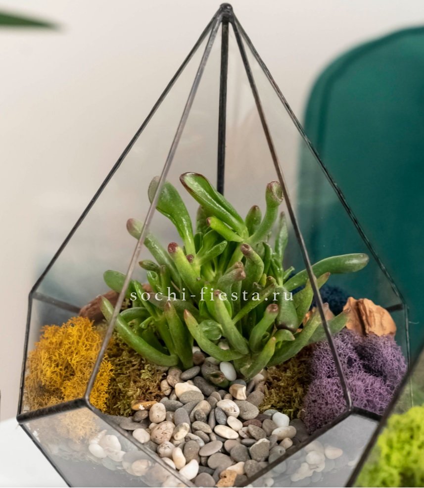 Флорариум “Капля” с суккулентом Крассула Хоббит в Москве