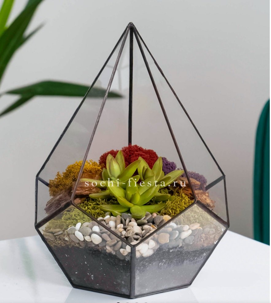 Флорариум Капля с суккулентом в Москве