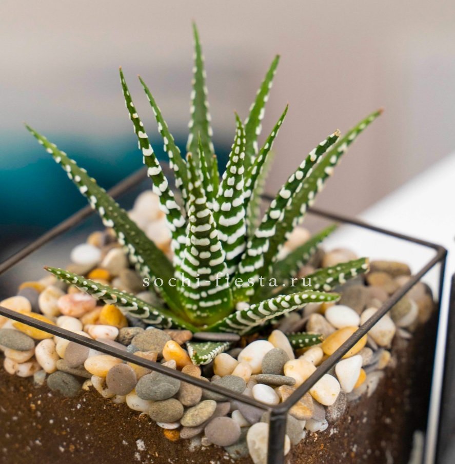 Флорариум Кубик с суккулентом Хавортия в Москве