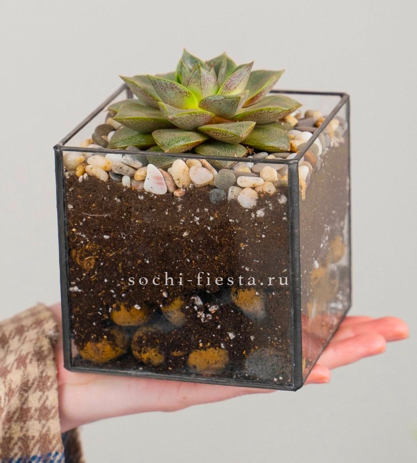 Флорариум Кубик с суккулентом Каменная роза в Москве