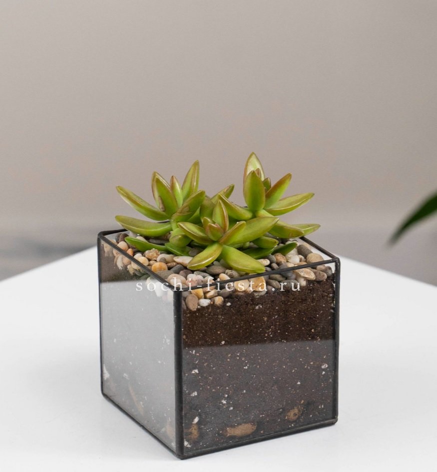 Флорариум Кубик с суккулентом Седум в Москве
