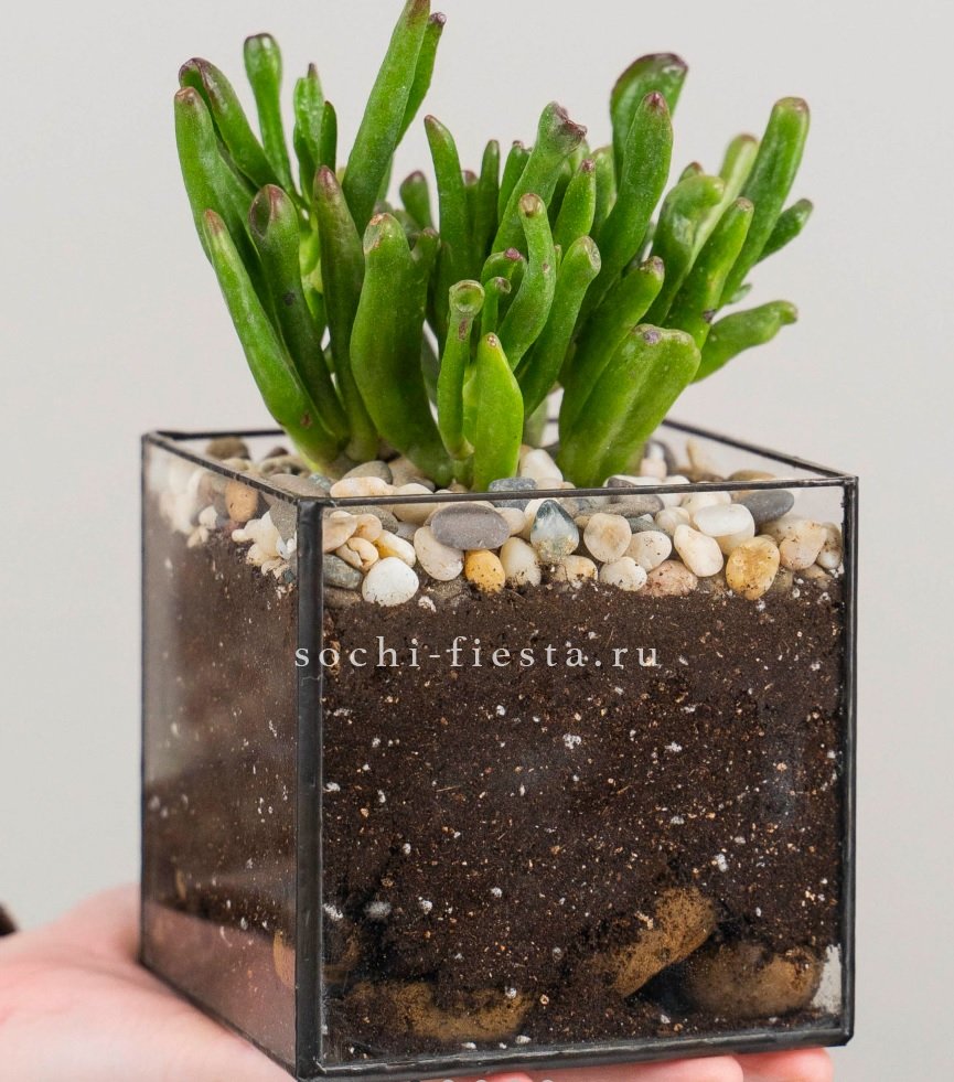 Флорариум Кубик с суккулентом Хоббит в Москве