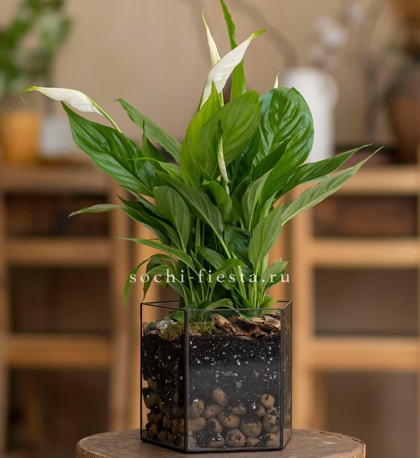 Спатифиллум в кашпо Пятиугольник в Москве