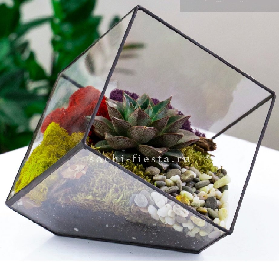 Флорариум Куб усеченный с суккулентом Каменная роза в Москве