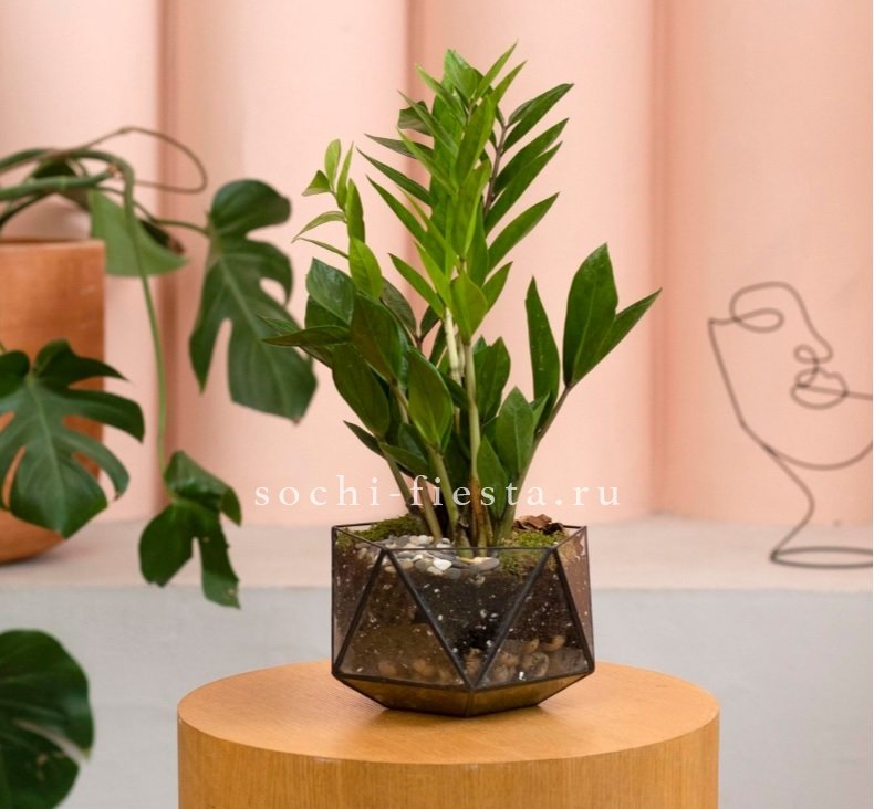 Замиокулькас в кашпо Икосаедр в Москве